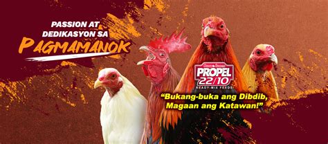 best gamefowl feeds in the philippines|Buena Suerte .